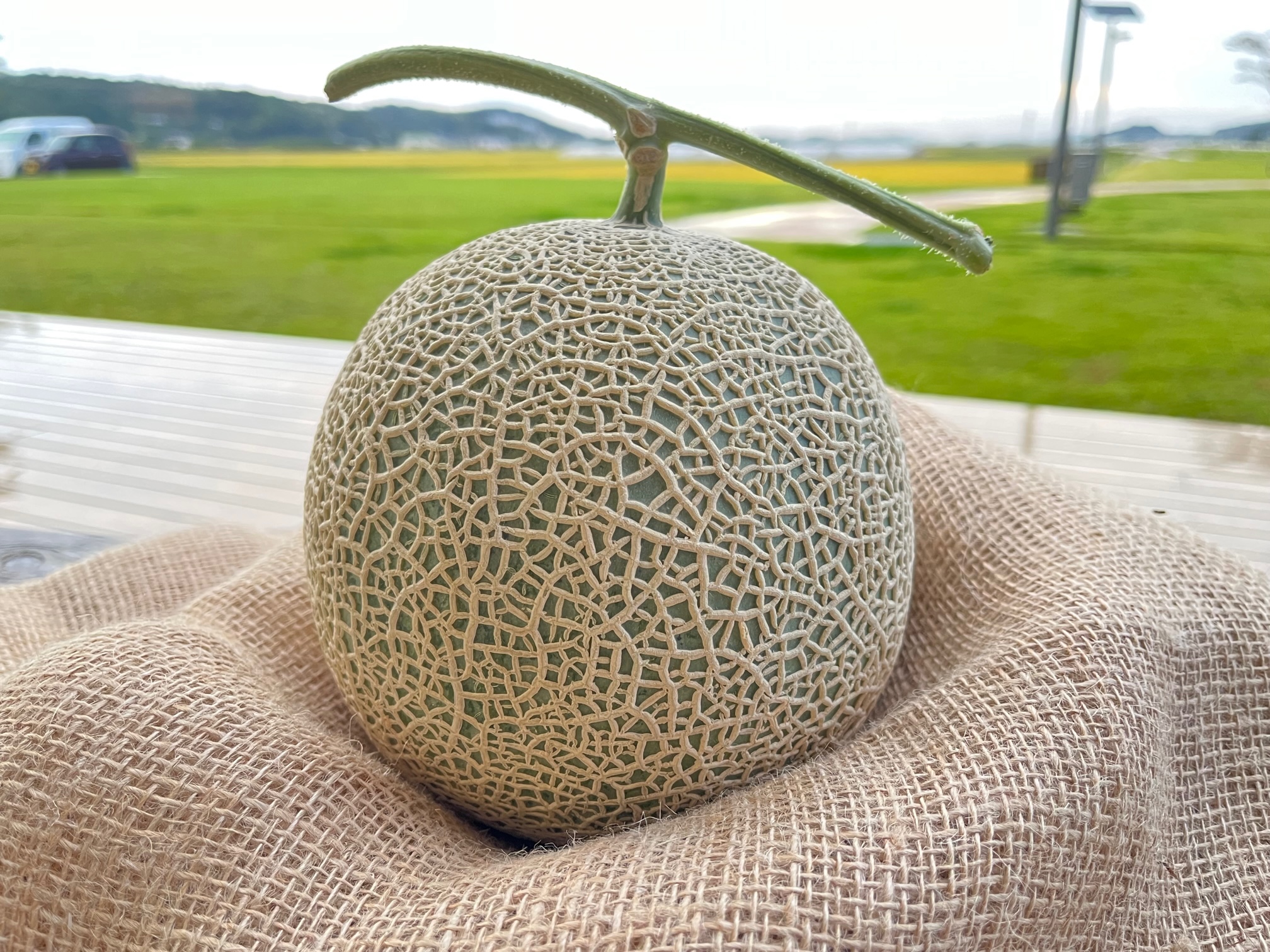 道の駅ましこ_メロン