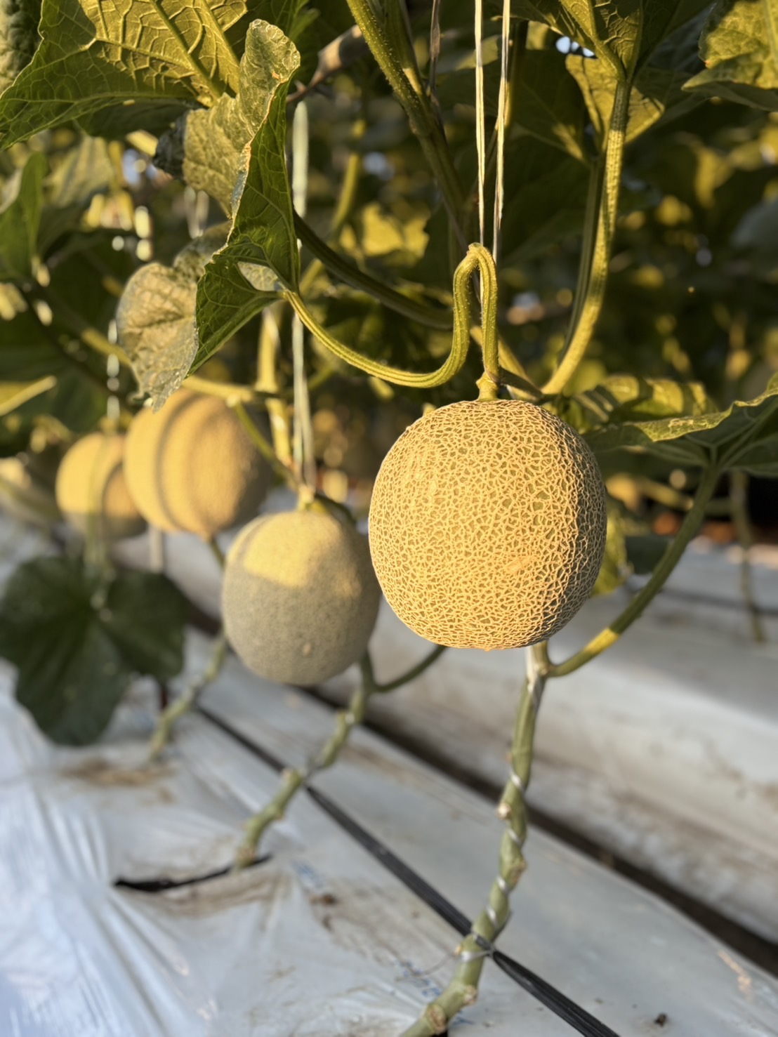 アールスメロン