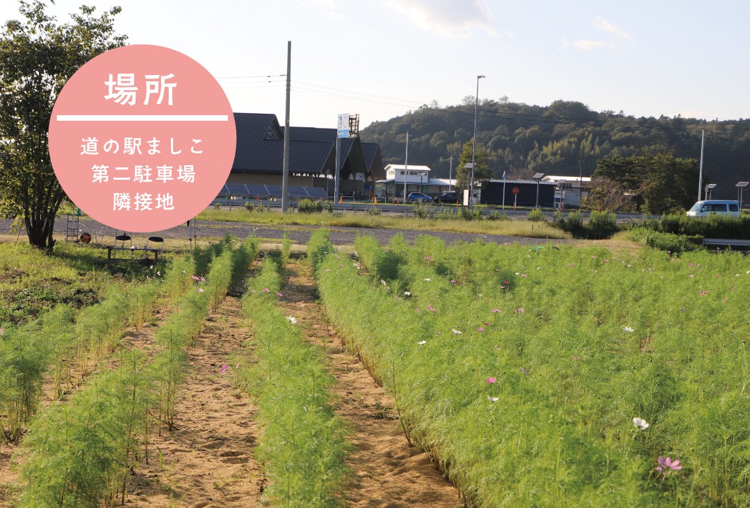 コスモス_開花状況